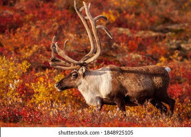 Curious Barrenland Caribou bull walks on the colourful arctic tundra in Canada's Northwest Territories