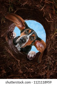 Curious Basset Hound Digging A Hole In The Dirt