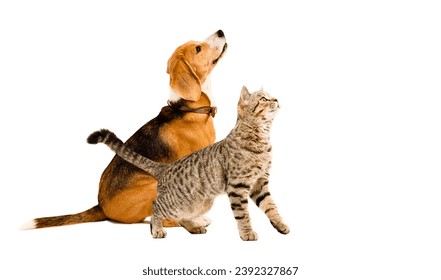 Curious beagle dog and cat scottish straight looking up, side view, isolated on white background - Powered by Shutterstock