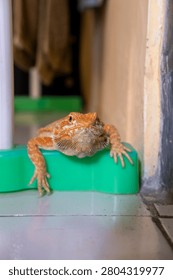 Curious Bearded Dragon Lizard Looking at Camera While Resting on Green Container, Exotic Pet Reptile Portrait with Blurred Indoor Background, Close Up.