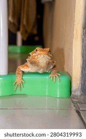 Curious Bearded Dragon Lizard Looking at Camera While Resting on Green Container, Exotic Pet Reptile Portrait with Blurred Indoor Background, Close Up.