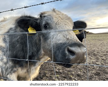 Curious beef cattle looking into a camera