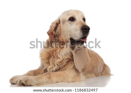 curious beggar golden retriever looks to side while lying on white background