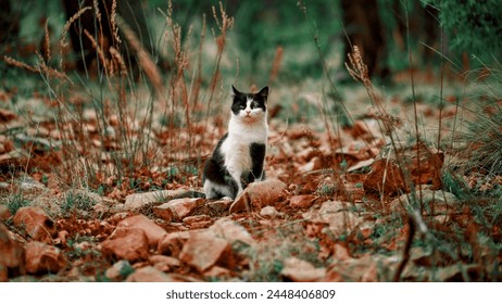 Curious bi-color stray cat navigates city streets, mismatched eyes reflecting resilience. A hidden beauty surviving urban challenges - Powered by Shutterstock