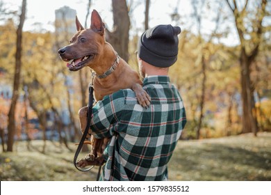 Curious Big Dog Looking Away While Man Carrying Him In His Hands