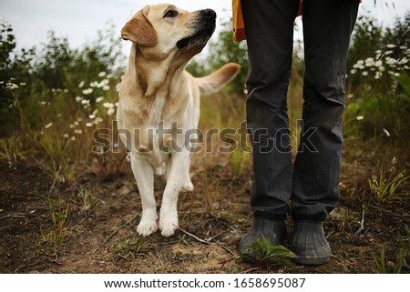 Similar – Dog, Labrador standing on the stairs