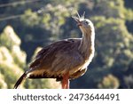 curious bird cariama cristata or seriema