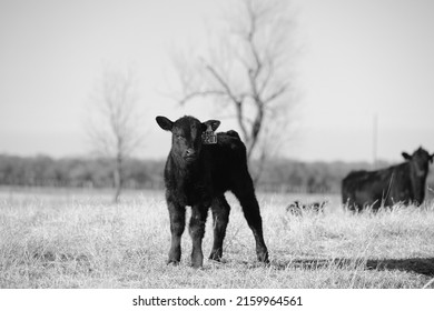 Curious Black Angus Beef Calf On Texas Ranch Closeup For Young Cow Portrait.