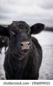 Curious Black Angus Cow Close Up, Outside During Winter