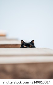 Curious Black Cat Looking Down From A Balcony 