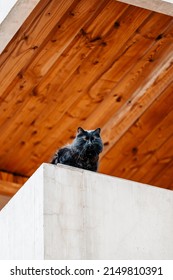 Curious Black Cat Looking Down From A Balcony 