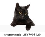 Curious black cat  with yellow eyes peeking over a blank white banner looking to the side, isolated on white