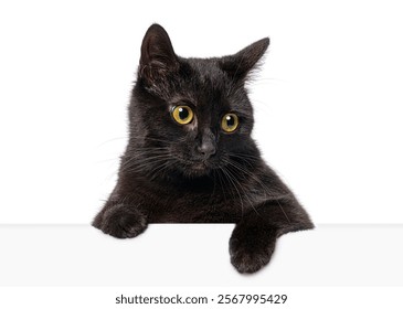 Curious black cat  with yellow eyes peeking over a blank white banner looking to the side, isolated on white