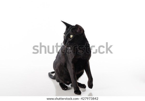 Curious Black Oriental Shorthair Cat Sitting Stock Photo Edit Now