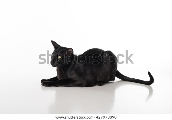 Curious Black Oriental Shorthair Cat Lying Stock Photo Edit Now