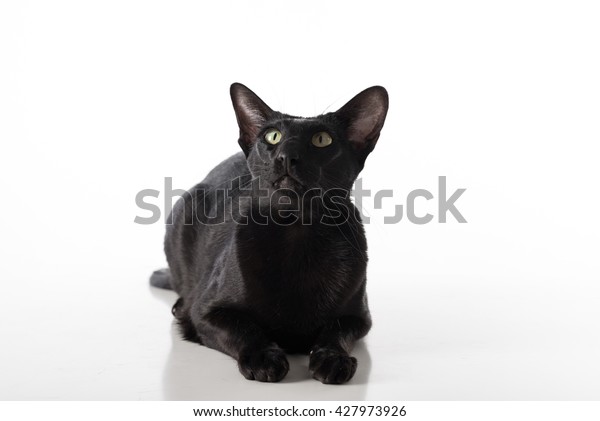 Curious Black Oriental Shorthair Cat Lying Stock Photo Edit Now