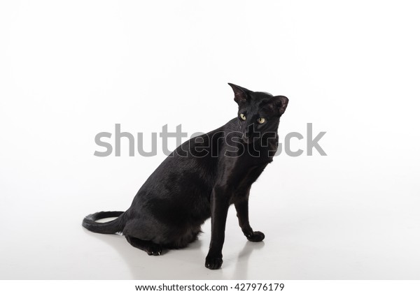 Curious Black Oriental Shorthair Cat Sitting Stock Photo Edit Now