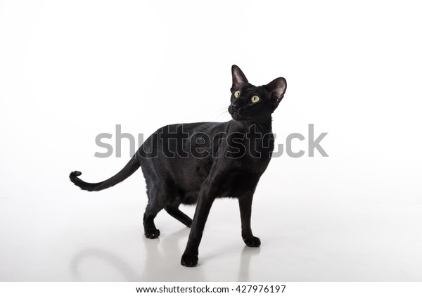 Curious Black Oriental Shorthair Cat Standing Stock Photo Edit