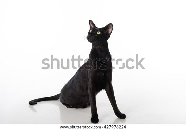 Curious Black Oriental Shorthair Cat Sitting Stock Photo Edit Now