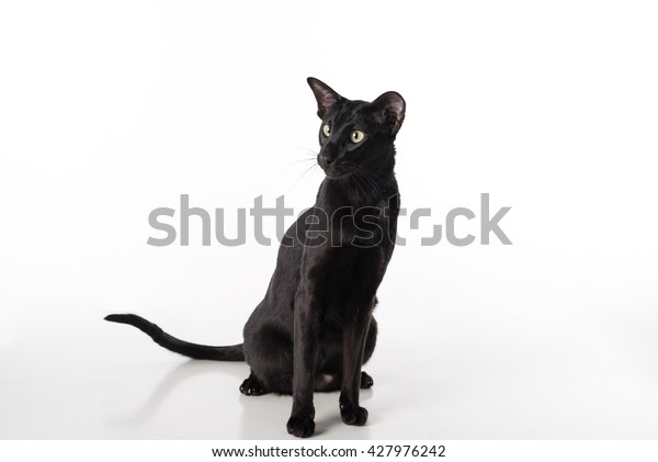 Curious Black Oriental Shorthair Cat Sitting Stock Photo Edit Now