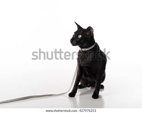 Curious Black Oriental Shorthair Cat Sitting Stock Photo Edit Now