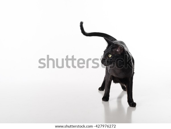 Curious Black Oriental Shorthair Cat Standing Stock Photo Edit