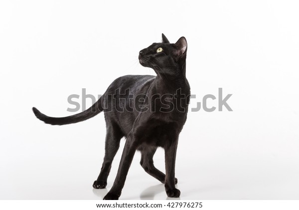 Curious Black Oriental Shorthair Cat Standing Stock Photo Edit