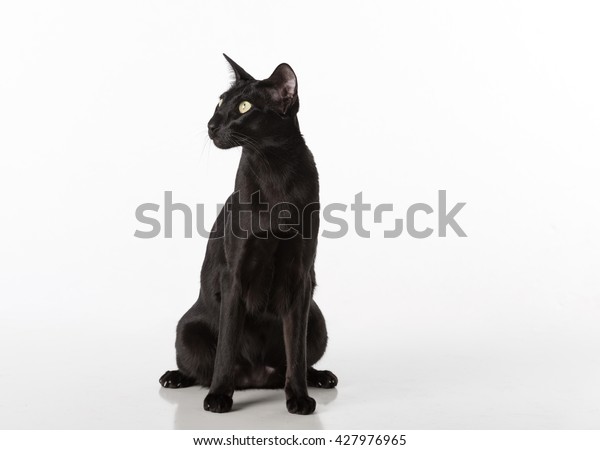 Curious Black Oriental Shorthair Cat Sitting Stock Photo Edit Now