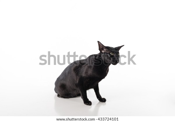 Curious Black Oriental Shorthair Cat Sitting Stock Photo Edit Now