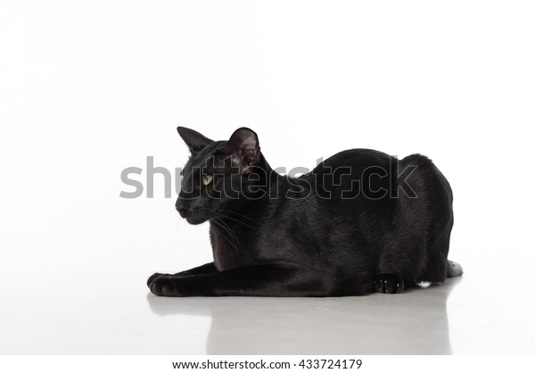 Curious Black Oriental Shorthair Cat Lying Stock Photo Edit Now