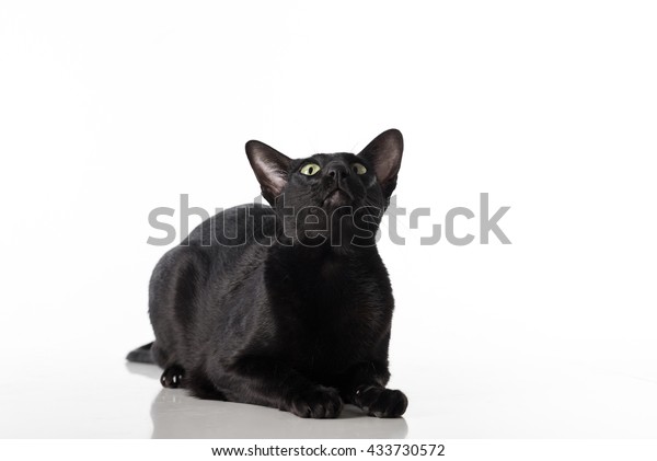 Curious Black Oriental Shorthair Cat Lying Stock Photo Edit Now