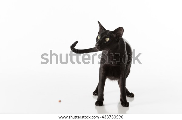 Curious Black Oriental Shorthair Cat Sitting Royalty Free Stock