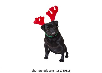 Curious Black Pug Wearing Christmas Reindeer Ears - Shutterstock ID 161730815