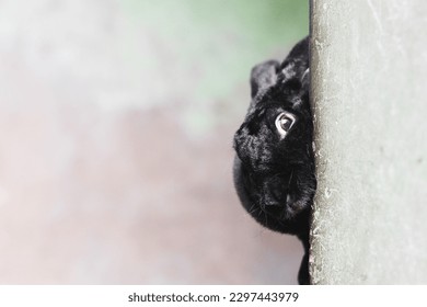 A curious black rabbit peeking. - Powered by Shutterstock