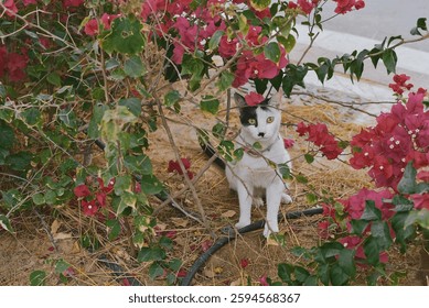 Curious Black and White Cat wearing a collar with GPS tracker among Bougainvillea Flowers