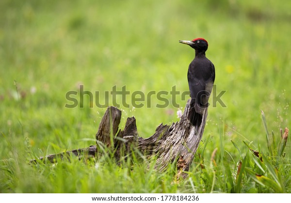 Curious black woodpecker, dryocopus martius,\
sitting on stump in the middle of a meadow with green grass in\
summer nature. Wild bird with black plumage and red head from rear\
view with copy space.