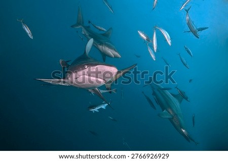 Curious blacktip sharks inspecting the camera