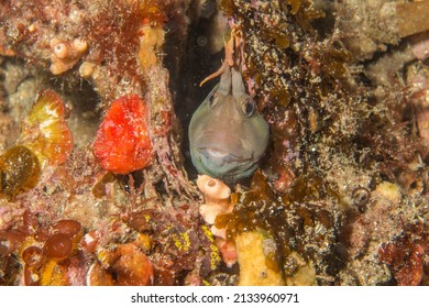 curious blenny while scubadiving in Port Hughes, South Australia