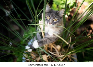 Curious Blue Tabby Maine Coon Cat Playing With Pampas Grass Outdoors In Garden