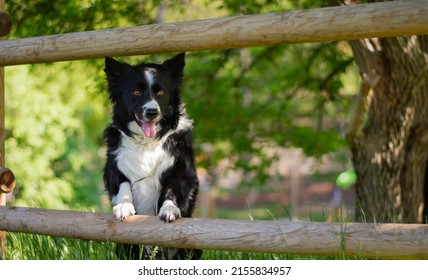 A Curious Border Collie Puppy, Climbs The Fence To See What Happens Beyond.