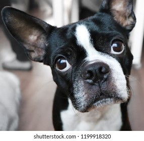 Curious Boston Terrier At Home