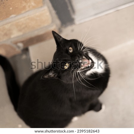 Curious Boy Black Slender Tuxedo Cat White Whiskers Outside on Porch Mouth Open Screaming and Yelling for no reason