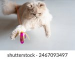 A curious British Longhair cat with big eyes is staring intently at a cat wand toy, getting ready to pounce forward and hunt its prey.