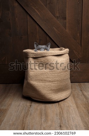 curious British shorthair blue cat hiding inside a jute bag or basket peeking out. wooden flooring and background