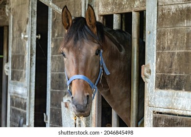 Curious Brown Horse Looks Out The Stable Door. The Stallion Wears A Blue Halter. Eat Hay Hanging Out Of The Mouth. The Exterior Of The Horse Stable Is Made Of Wood An