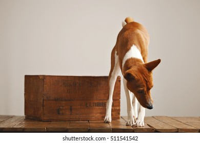 A Curious Brown And White Dog Is Looking Around And Sniffing Air In A Studio With White Walls, Rustic Wooden Floor And Nice Vintage Box