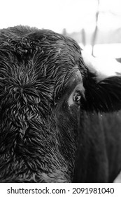 Curious Bull Cow With Wet Hair From Winter Snow Closeup In Shallow Depth Of Field.