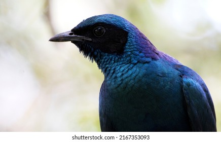 Curious Burchells Starling Up Close