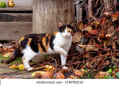 curious calico cat walking outside. predator in the autumn garden. fruit composition on the background. thanksgiving concept - Powered by Shutterstock