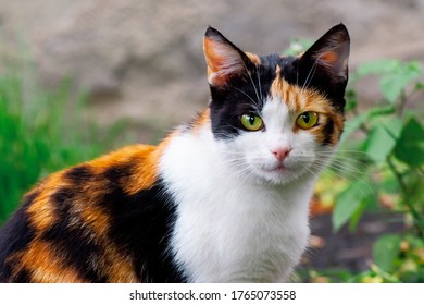 curious calico cat walking outside. predator in the autumn garden - Powered by Shutterstock